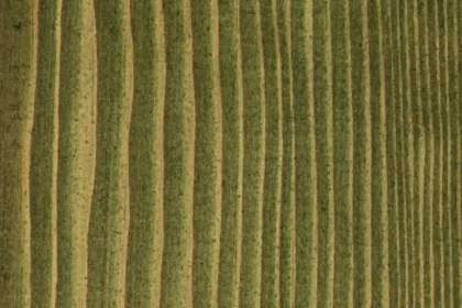 Embadecor Dennengroen | 2,5 ltr